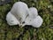 The white funnel fan-shaped woodcap mushrooms