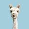 White funny alpaca on blue background