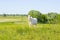 White funny goat grazing in a green summer meadow, eating grass on a pasture, farm animal in a field