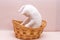 White funny kitten hides in a wicker basket. playing at home