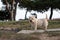 White funny maltese breed of dog standing on a path in a park, playing and looking at the camera happily. Funny dog on a windy day