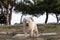 White funny maltese breed of dog standing on a path in a park, playing and looking at the camera happily. Funny dog on a windy day