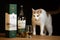 White-furred feline standing beside two clear glasses and a box of wine