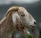 White-furred goat in a grassy meadow, gazing away