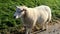 White furred sheep breathing heavily