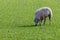 White-furred sheep grazing in a sunny meadow