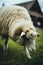 White-furred sheep in a lush, green field, with a  barn in the background