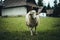 White-furred sheep in a lush, green field, with a  barn in the background