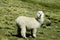 White furry alpaca on the green meadow