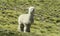White furry alpaca on green meadow
