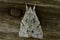 White furry butterfly on an old wooden board