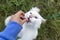 White furry cat reaching out with crazy face for a tasty treat.