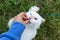 White furry cat reaching out with crazy face for a tasty treat.