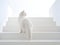 white furry cat stands on the steps of the white staircase