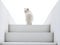 white furry cat stands on the steps of the white staircase