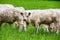 White furry cows on fresh green pasture