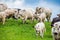 White furry cows on fresh green pasture