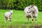 White furry cows on fresh green pasture - calf and cow