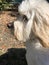 White furry cute dog looking perplexed