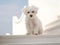 white furry dog stands on the steps of the white staircase