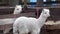 White furry llama close-up in farm yard