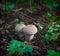White furry mushroom. Forest. Nature.