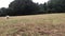 White furry puppy running across a green field