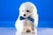 White furry puppy of Samoyedskaja dog