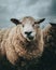 White furry sheep under a cloudy sky