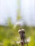 The white fuzz of the flower. The medicinal dandelion. Dandelion Taraxacum