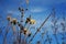 White fuzzies on a blue background