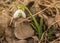 White Galanthus snowdrops in garden