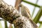 White-gaped Honeyeater in Queensland Australia