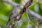 White-gaped Honeyeater in Queensland Australia