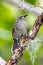 White-gaped Honeyeater in Queensland Australia