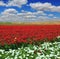 White garden buttercups and red ranunculus