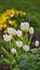 White Garden or Didiers tulip flower plant blooming in a garden and forest field or botanical nature in Spring. Closeup