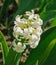 White Garden or Dutch hyacinth