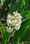 White Garden or Dutch hyacinth