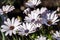 White garden flower Arctotis with blurry background