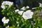 White garden flowers Annual mallow Lavatera