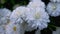 White garden flowers close up.