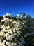 White garden flowers Gypsophila