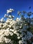 White garden flowers Gypsophila