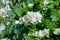 White garden flowers of Jasmine in sunny summer day