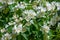 White garden flowers of Jasmine in sunny summer day