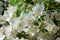 White garden flowers of Jasmine in sunny summer day