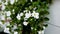 White garden flowers on wind in a spring garden.