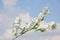 White garden jasmine in the garden. White jasmine blossom with green leaves. Flowers sways on wind among the leaves in the garden