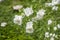 White garden jasmine in the garden. White jasmine blossom with green leaves. Flowers sways on wind among the leaves in the garden